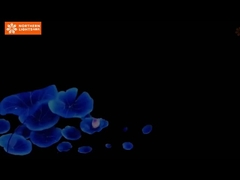 Улучшить музейные экспозиции и мероприятия с захватывающим опытом 360-градусная захватывающая пещерная проекция